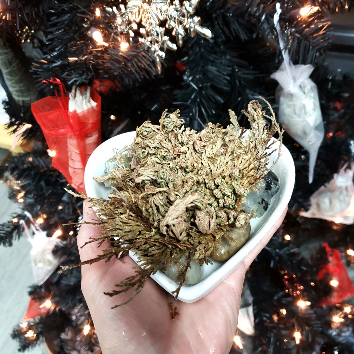 Rose of Jericho Resurrection Plant Small - Elevated Metaphysical