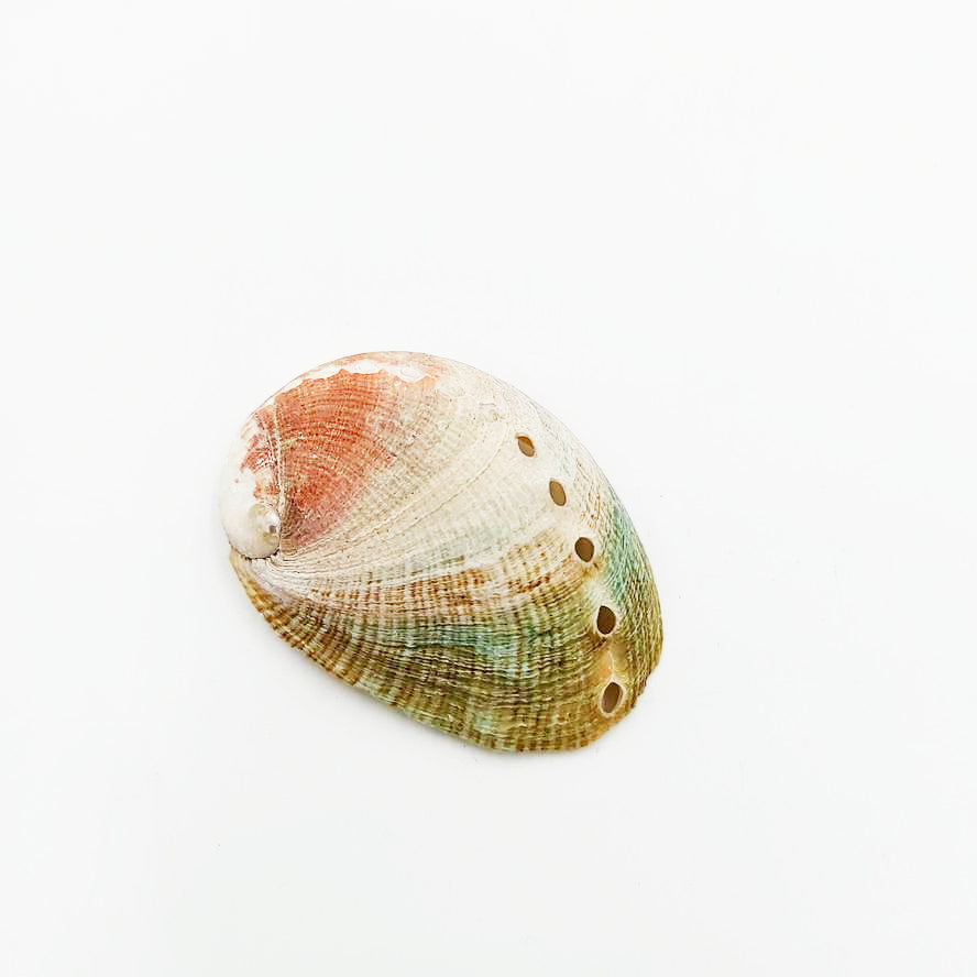 Abalone Shell Extra Small 1.5" - Elevated Metaphysical