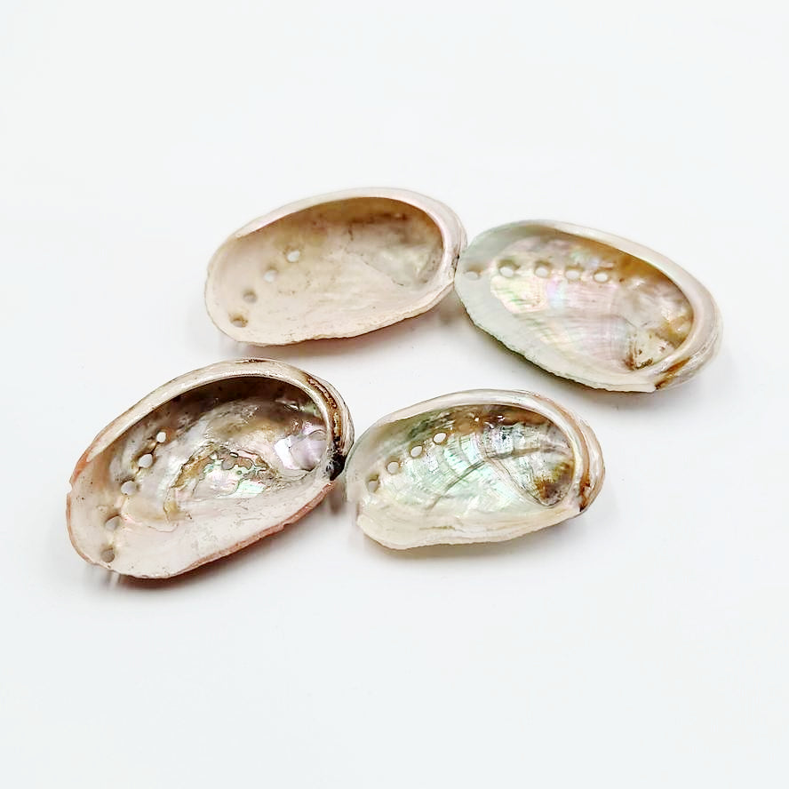 Abalone Shell Extra Small 1.5" - Elevated Metaphysical