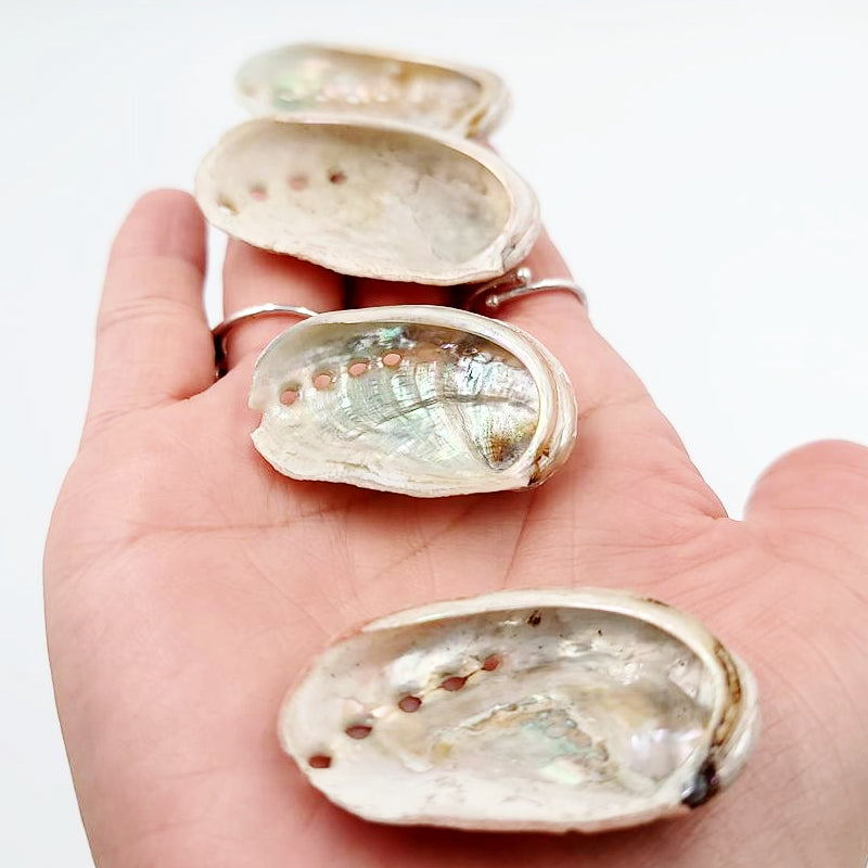 Abalone Shell Extra Small 1.5" - Elevated Metaphysical