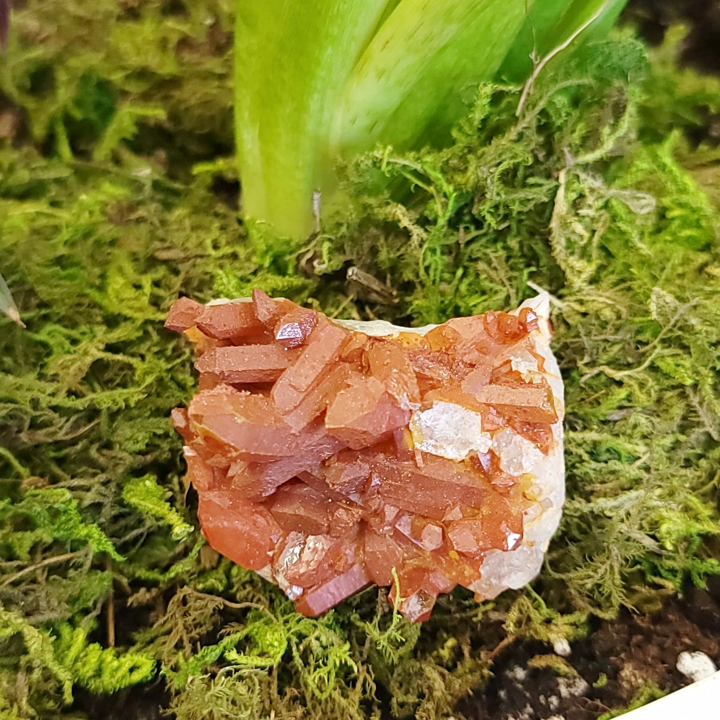 Red Quartz Cluster Rough Stone Specimen - Elevated Metaphysical