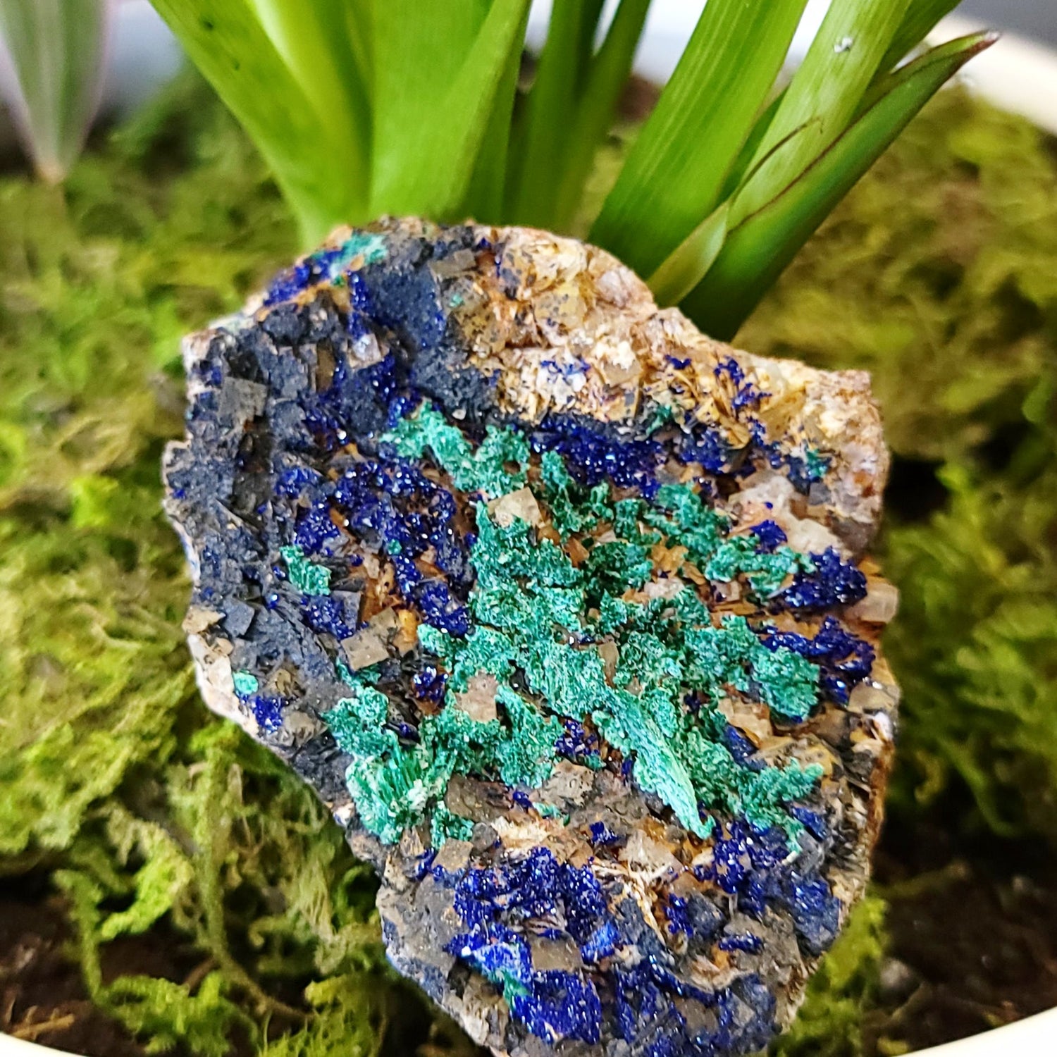 Azurite Cluster Geode Specimen "xl" - Elevated Metaphysical