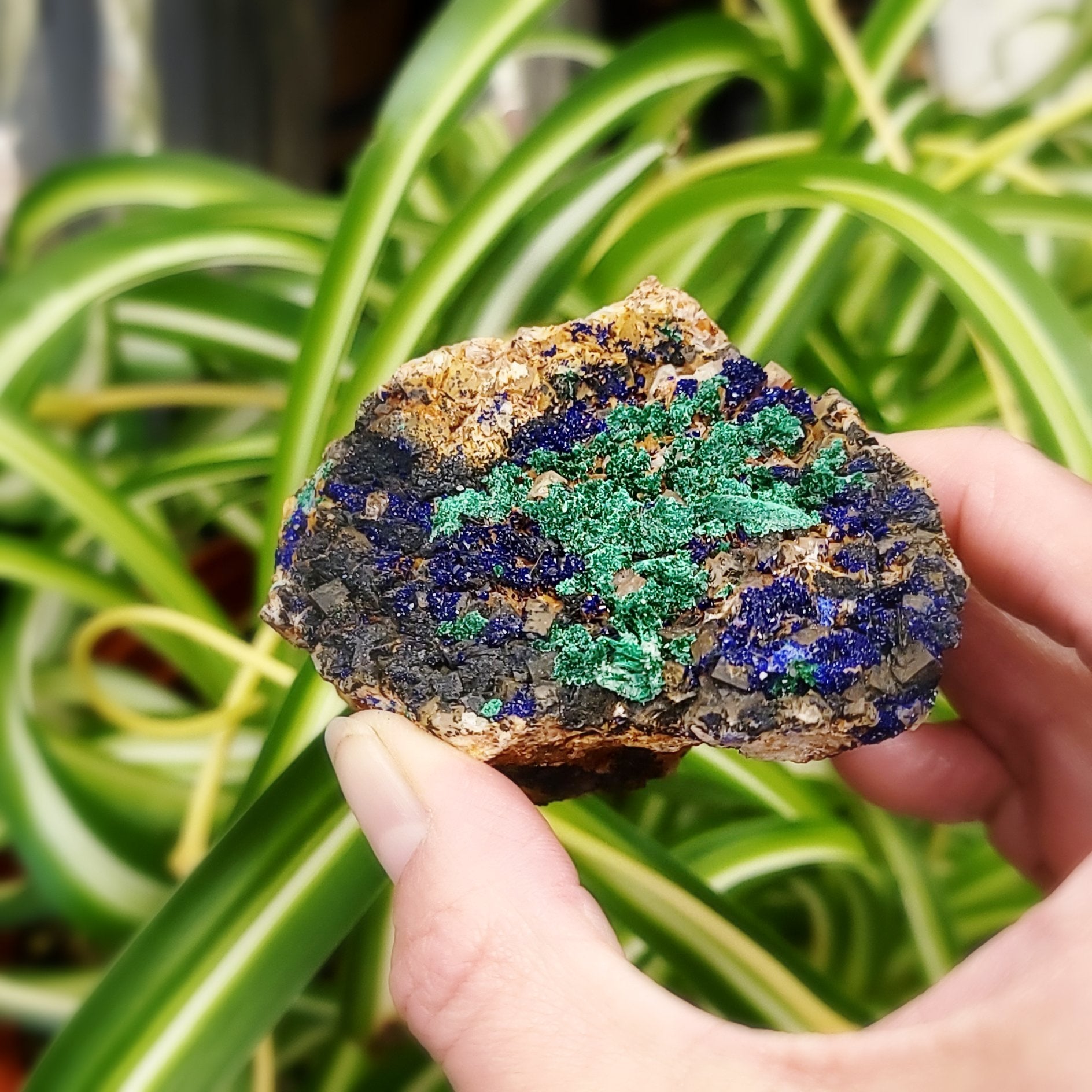 Azurite Cluster Geode Specimen "xl" - Elevated Metaphysical
