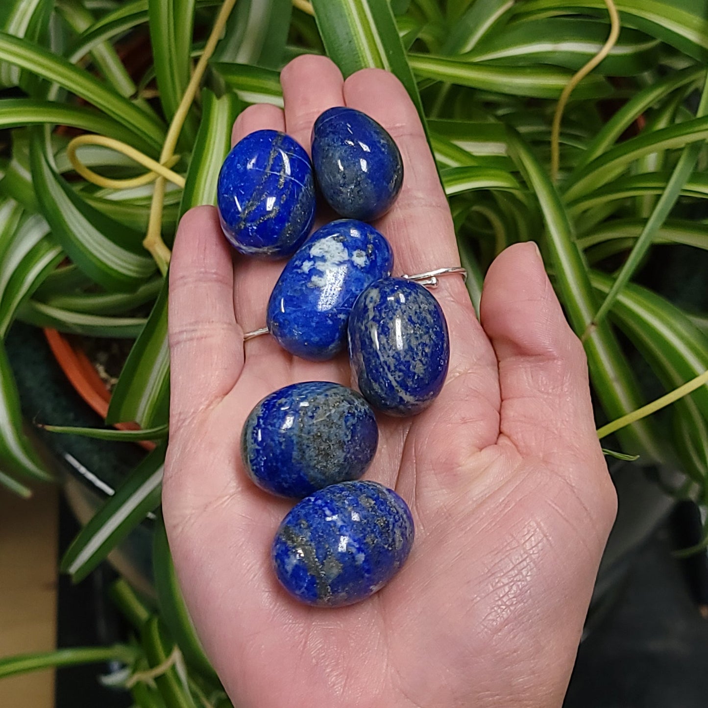 Lapis Lazuli Tumbled Stone HQ - Elevated Metaphysical