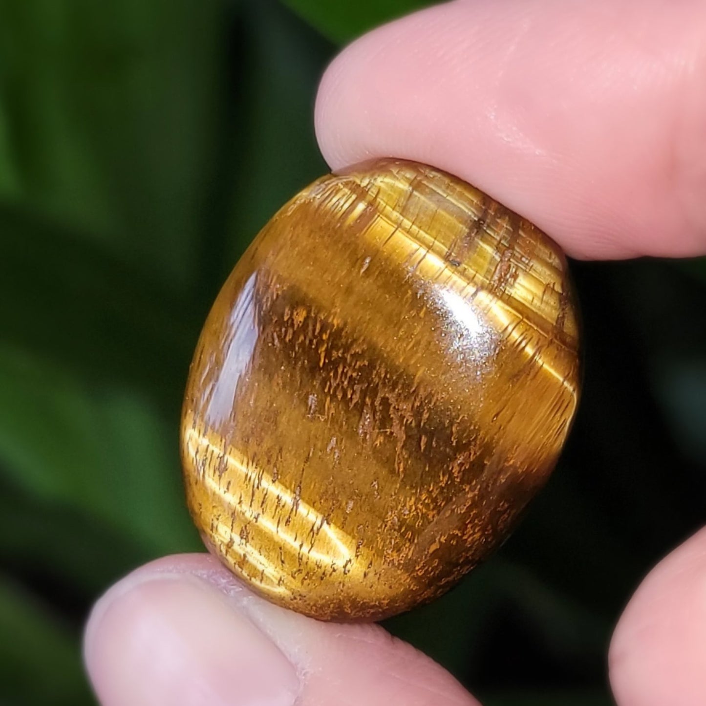 Tiger Eye Cabochon Oval Polished Cut Stone - Elevated Metaphysical