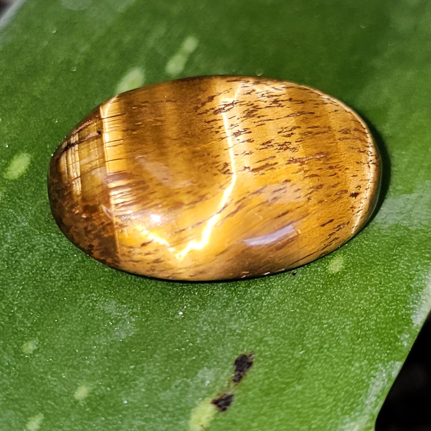 Tiger Eye Cabochon Oval Polished Cut Stone - Elevated Metaphysical