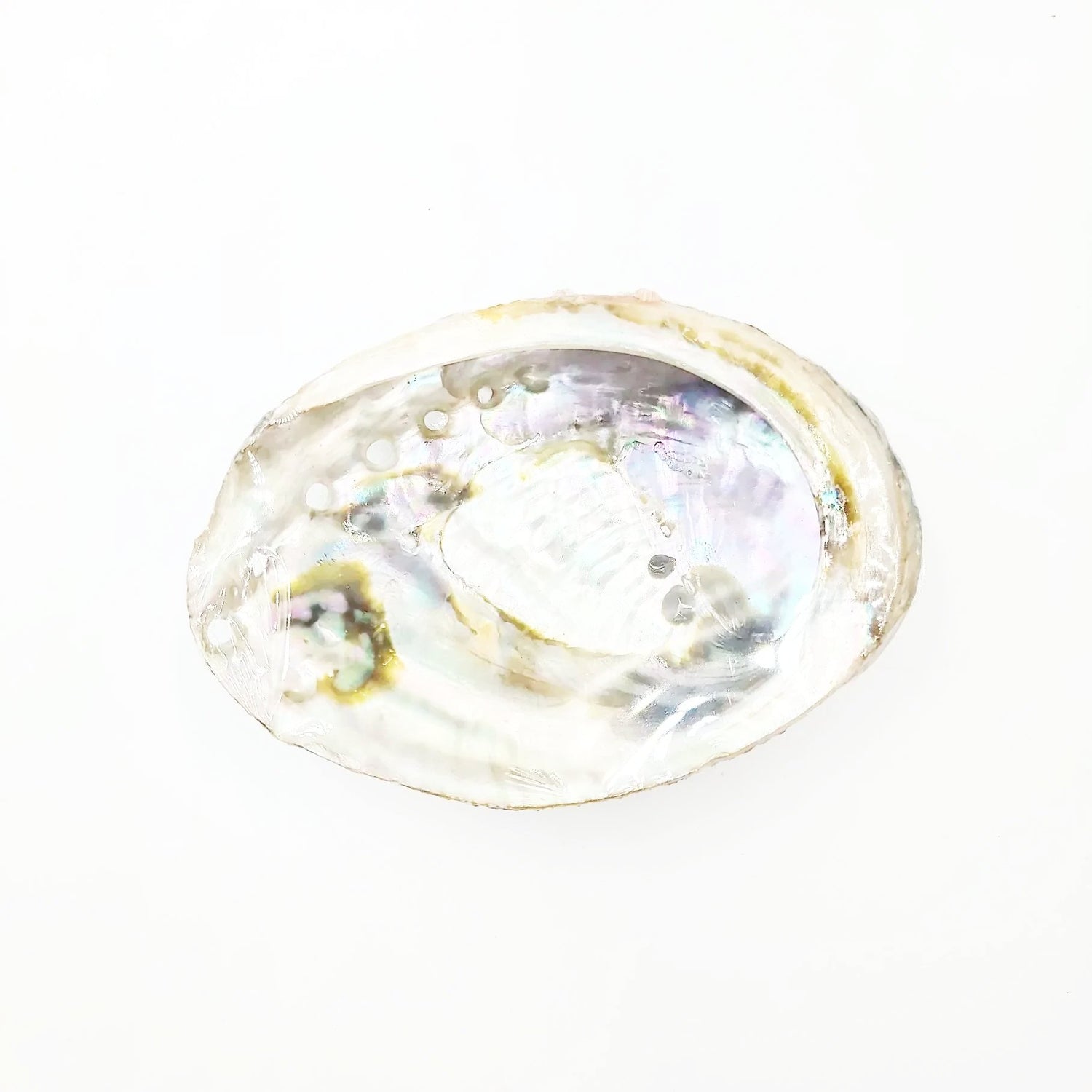 Abalone Shell 4-5" - Elevated Metaphysical