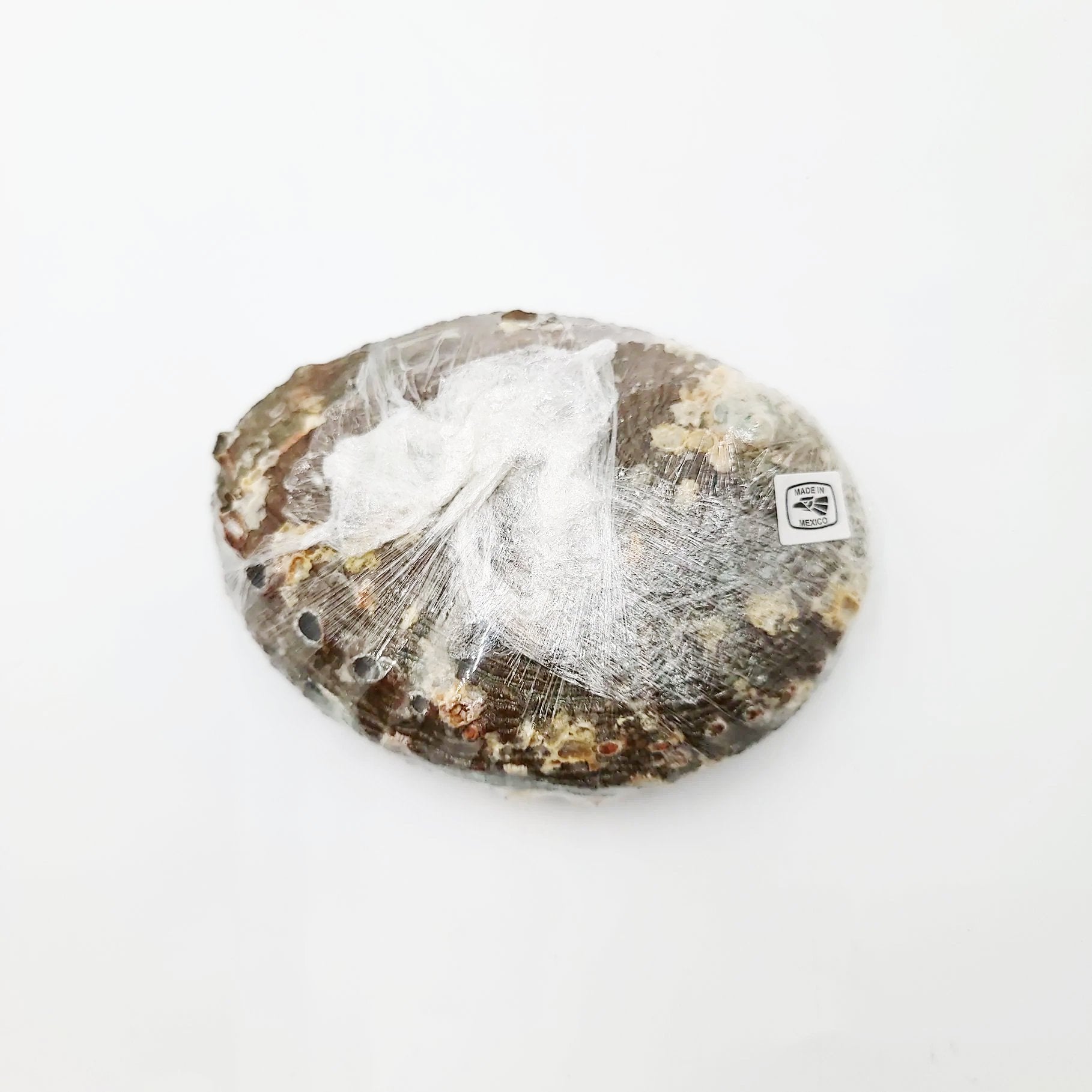 Abalone Shell 4-5" - Elevated Metaphysical