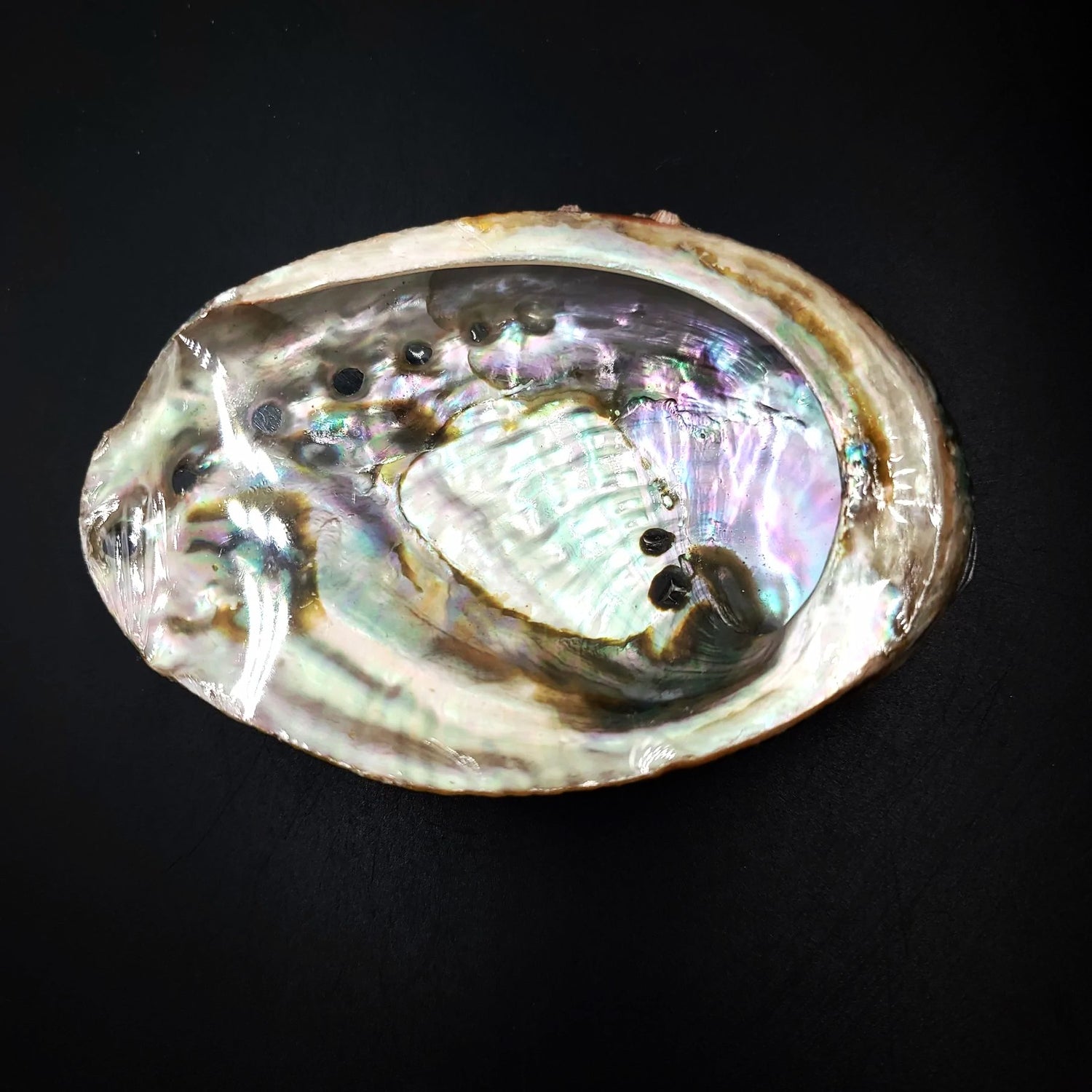 Abalone Shell 4-5" - Elevated Metaphysical