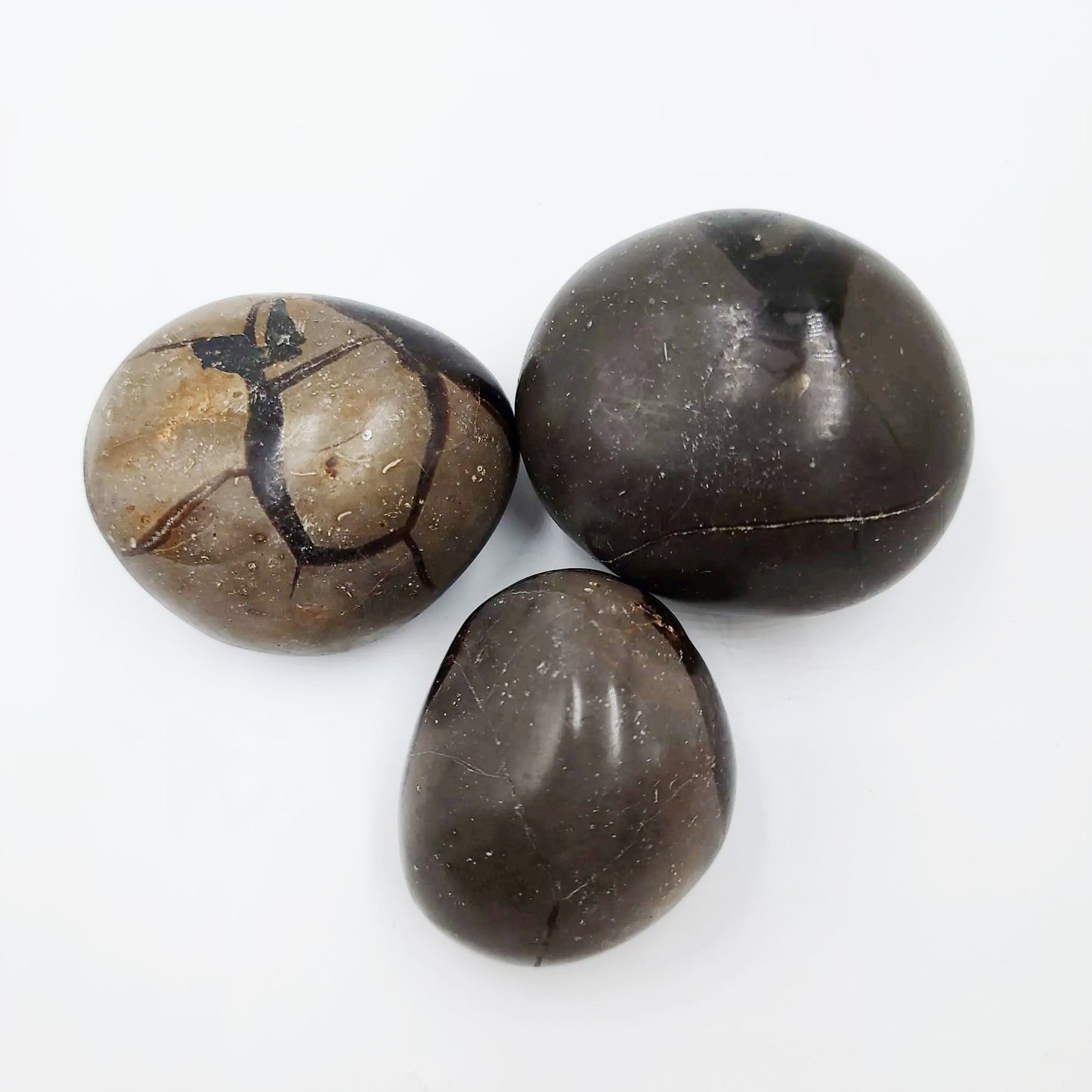Septarian Palm Stone Gallet