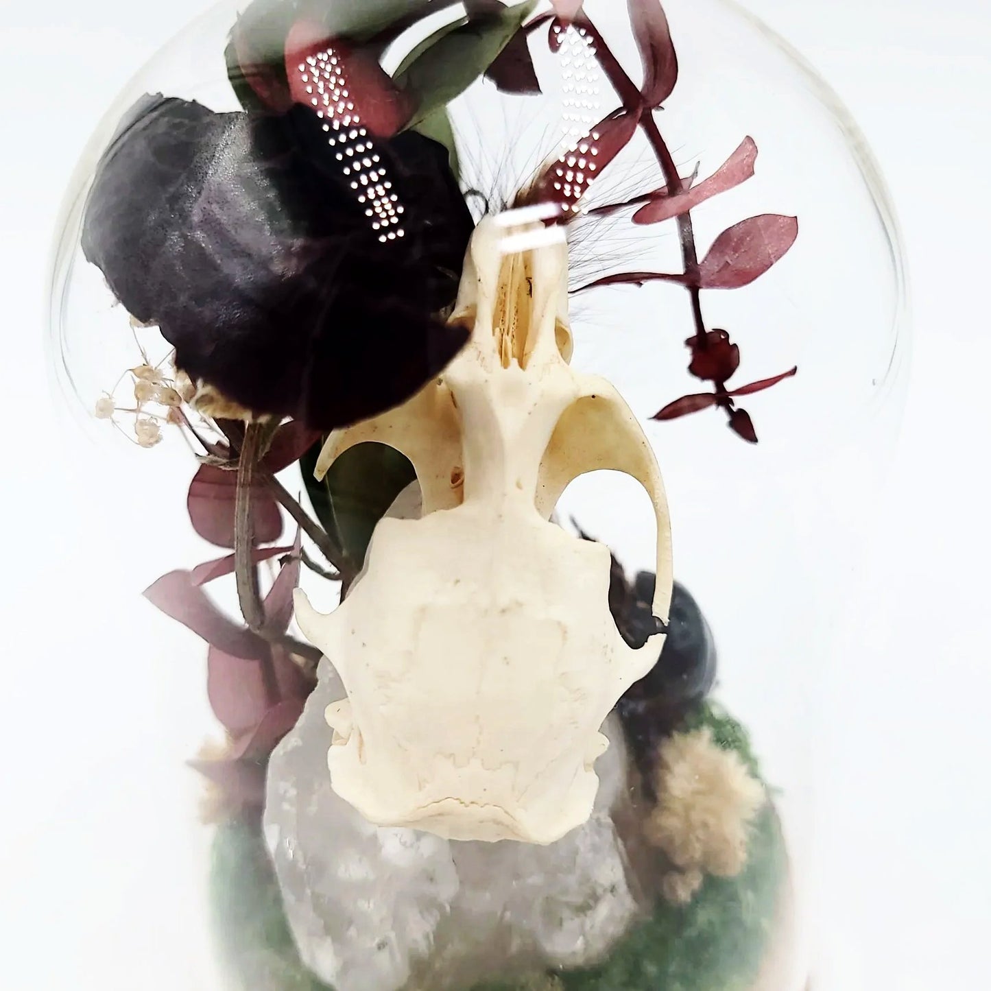 Clear Quartz, Ox Beetle, Muskrat Skull, and Red Rose Fairy Garden Curio Capsule Oddities Jar