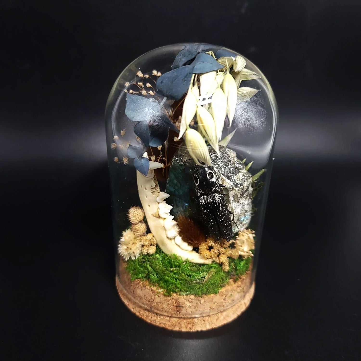 Labradorite, Jackknife Beetle, and Raccoon Mandible Curio Capsule Oddities Jar - Elevated Metaphysical