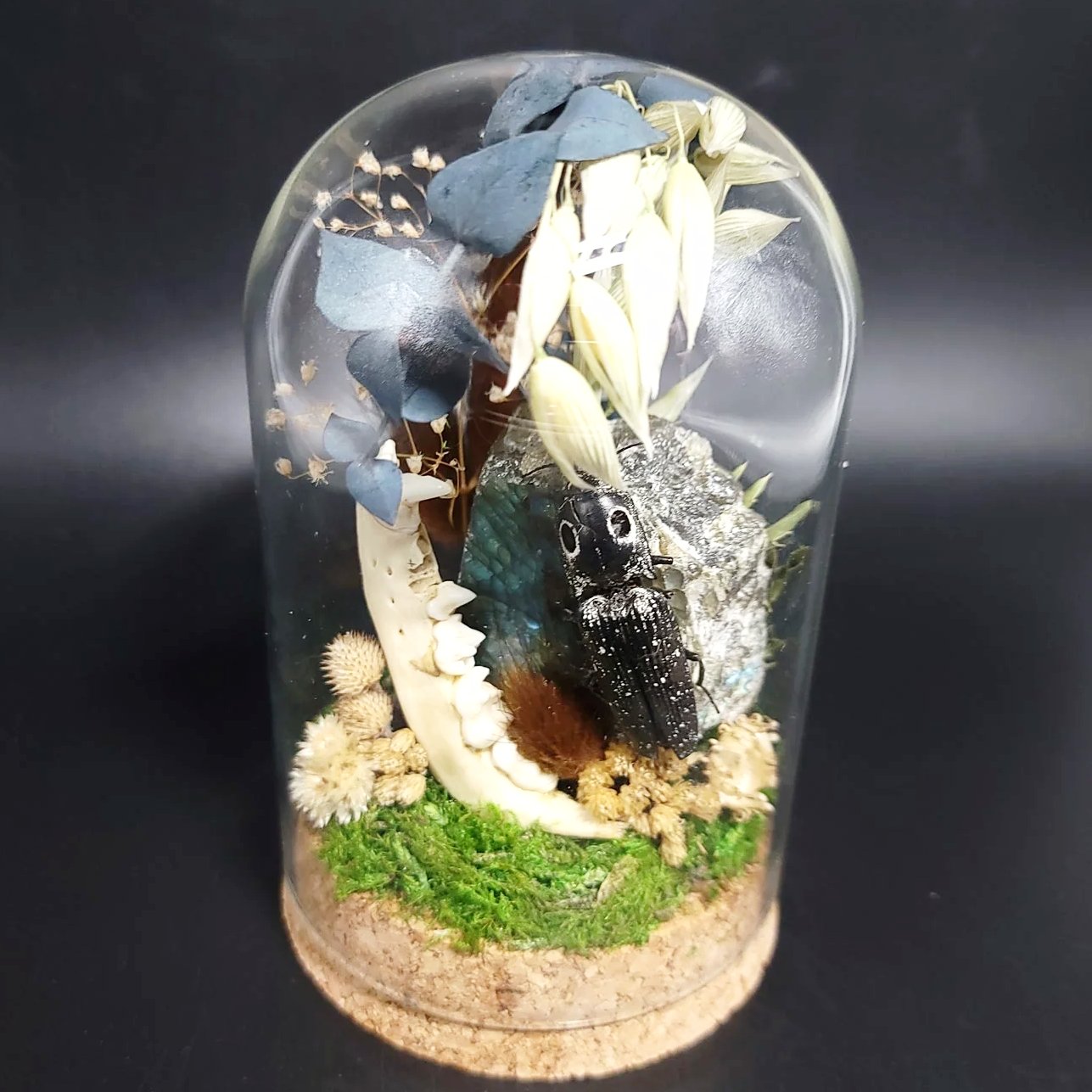 Labradorite, Jackknife Beetle, and Raccoon Mandible Curio Capsule Oddities Jar - Elevated Metaphysical
