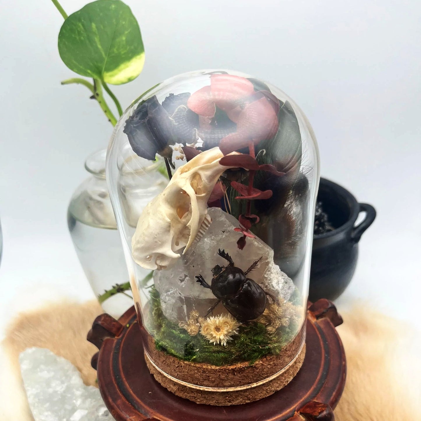 Clear Quartz, Ox Beetle, Muskrat Skull, and Red Rose Fairy Garden Curio Capsule Oddities Jar